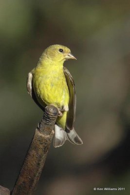 Lesser Goldfinch - Western form female, George Walker House, Paradise, AZ, 8-19-09, RL 1754.jpg