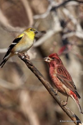 Purple Finch & American Goldfinch - males, Nowata Land, Nowata Co, OK, 11-20-10, JLr 1247.jpg