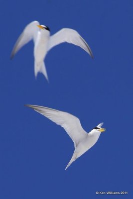 Least Tern - Interior, Salt Plains NWR, Alfalfa Co, OK, 6-29-09 RL 0451.jpg