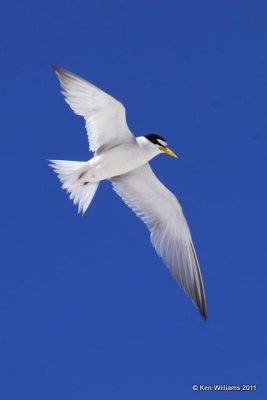 Least Tern - Interior, Salt Plains NWR, Alfalfa Co, OK, 6-29-09 RL 0509.jpg
