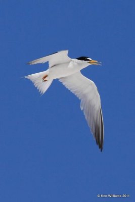 Least Tern - Interior, Salt Plains NWR, Alfalfa Co, OK, 7-1-09, RL 8057.jpg