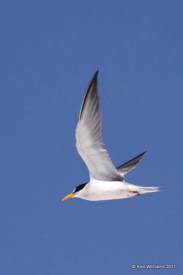 Least Tern - Interior, Salt Plains NWR, Alfalfa Co, OK, 7-1-09, RL 8075.jpg