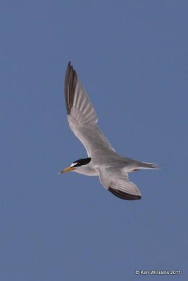 Least Tern - Interior, Salt Plains NWR, Alfalfa Co, OK, 7-1-09, RL 8083.jpg