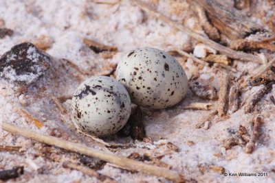 Least Tern - Interior, nest, Salt Plains NWR, Alfalfa Co, OK, 7-28-09 RL 0958.jpg