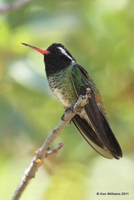 White-eared Hummingbird - male, Beatty's B&B, Herford, AZ, 8-16-09 RL 3786.jpg