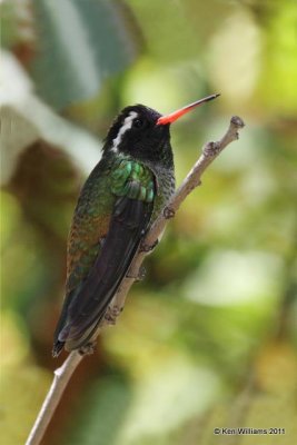 White-eared Hummingbird - male, Beatty's B&B, Sierra Vista, AZ, 8-16-09 RL 3850.jpg