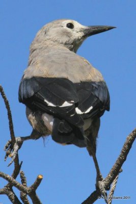 Clark's Nutcracker, Bryce NP, Utah, 8-21-08 RL 8040.jpg