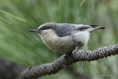 Pygmy Nuthatch, Hat Creek Lodge, Lassen Volcanic NP, CA 6-22-10, JL 3105.jpg
