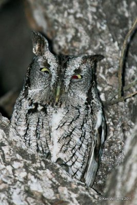 :Screech Owls: