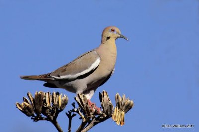 White-winged Dove