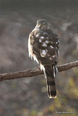 Sharp-shinned Hawk, Owasso Yard, Rogers Co, OK, 12-23-10, Ja 2996.jpg