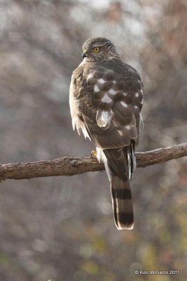 Sharp-shinned Hawk, Owasso Yard, Rogers Co, OK, 12-23-10, Ja 2999.jpg