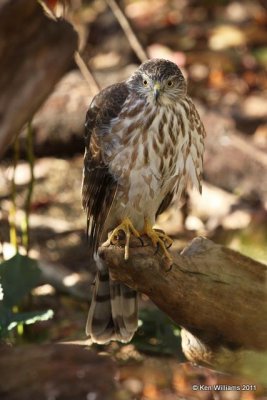 Sharp-shinned Hawk, Owasso yard, Rogers Co, OK, 11-5-10, JL 0357.jpg