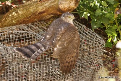 Sharp-shinned Hawk, Owasso yard, Rogers Co, OK, 11-5-10, JL 0446.jpg