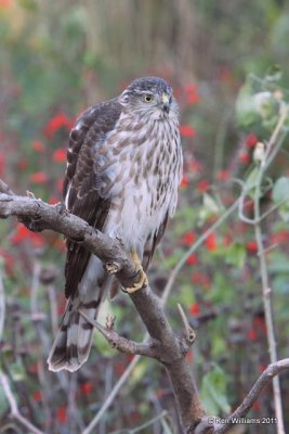 Sharp-shinned Hawk, Owasso yard, Rogers Co, OK, 11-5-10, JL 0618.jpg