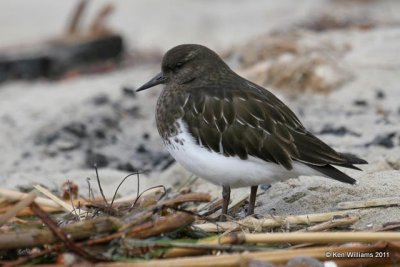 : Black Turnstone