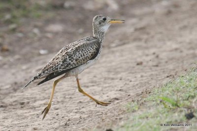 Upland Sandpiper, Homestead Ranch, Chase Co, KS 6-20-07 JL 6295.jpg