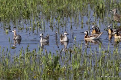 Wilson's Phalarope, Gene Autry, Carter Co, OK 5-6-09 RL 5085.jpg