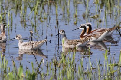 Wilson's Phalarope, Gene Autry, Carter Co, OK 5-6-09 RL 5086.jpg