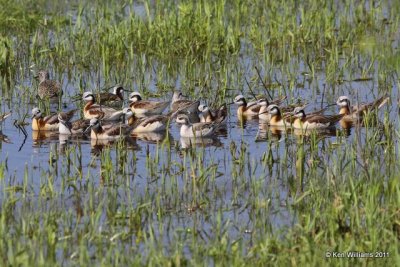 Wilson's Phalarope, Gene Autry, Carter Co, OK 5-6-09 RL 5095.jpg
