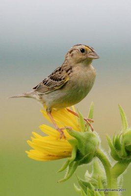 Grasshopper Sparrow, Wah'kon-tah Prairie, St Clair Co, MO JL 7196.jpg