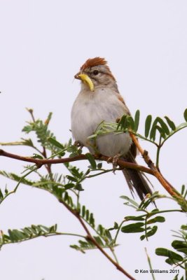 Rufous-winged Sparrow, Madera Canyon, AZ, 8-13-09, RL 2630.jpg