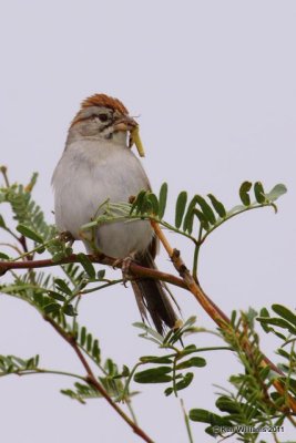 Rufous-winged Sparrow, Madera Canyon, AZ, 8-13-09, RL 2634.jpg