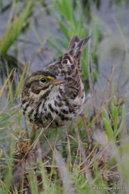 Savannah Sparrow - Belding's, Newport Bay, CA, 12-13-08, RL 2927.jpg