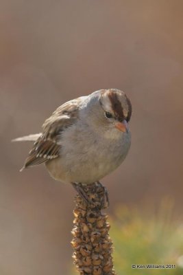 White-crowned Sparrow 1st winter, Owasso home, Rogers Co, OK 12-28-08 RL 3865.jpg