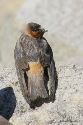 Cliff Swallow