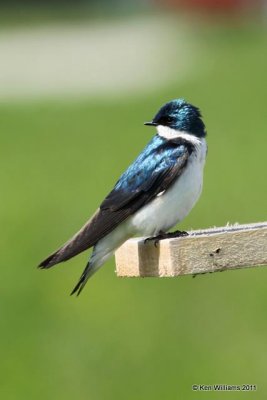 Tree Swallow - male, Magee Marsh, OH, 5-15-10 JL2 6046.jpg