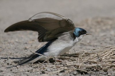 Tree Swallow - male, Sequoyah NWR, Sequoyah Co, OK 4-5-08 JL 5342.jpg