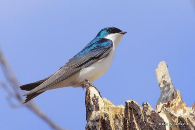 Tree Swallow - male, Tenkiller Lake SP, Sequoyah Co, OK, 4-1-09 RL 2746.jpg