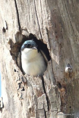 Tree Swallow - male, Tenkiller SP, OK, 4-28-10, JL 3621.jpg