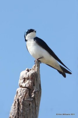 Tree Swallow - male, Tenkiller SP, OK, 4-28-10, JL 3636.jpg
