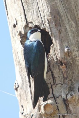 Tree Swallow - male, Tenkiller SP, OK, 4-28-10, JL 3644.jpg