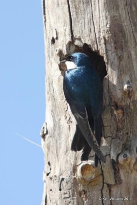Tree Swallow - male, Tenkiller SP, OK, 4-28-10, JL 3653.jpg