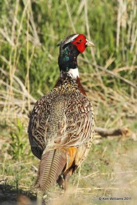 :Ring-necked Pheasant :