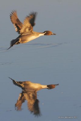 :Northern Pintail: