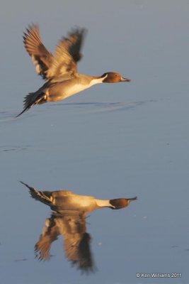 Northern Pintail male, Bosque del Apache, NM, 12-6-08, RL 1156.jpg