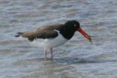 : American Oystercatcher :
