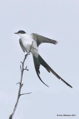 Fork-tailed Flycatcher
