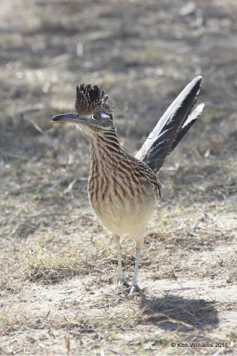 Greater Roadrunner, Falcon State Park, TX, 1-25-11, Ja 5791.jpg