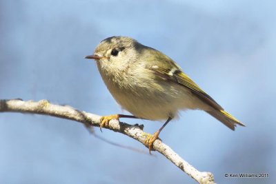 Ruby-crowned Kinglet, Bensten State Park, Mission, TX, 1-21-11, Ja 3711.jpg