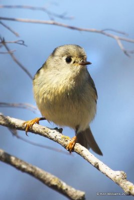 Ruby-crowned Kinglet, Bensten State Park, Mission, TX, 1-21-11, Ja 3714.jpg