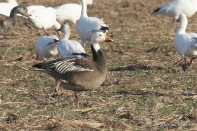 Snow Geese - dark morph, Near Aransas NWR, TX, 1-30-11, Ja2 4189.jpg