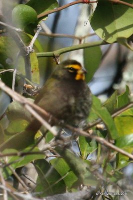Yellow-faced Grassquit, Goose Island State Park, TX, 2-1-11, Ja 4502.jpg