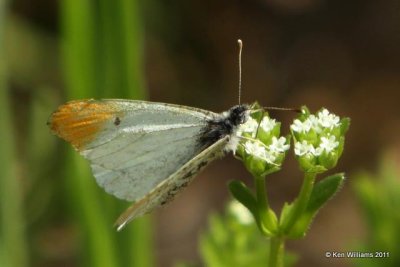 Falcate Orangetip male, Cherokee WMA, OK, 4-20-10, JL 2746.jpg
