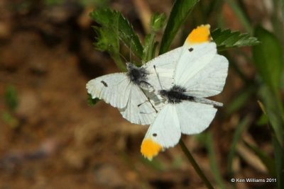Falcate Orangetip pair, Cherokee WMA, OK, 4-20-10, JL 2541.jpg
