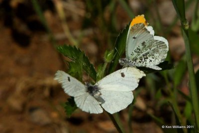 Falcate Orangetip pair, Cherokee WMA, OK, 4-20-10, JL 2544.jpg
